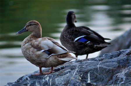 simsearch:400-07659888,k - Ducks in rock pier during blue hour. Foto de stock - Super Valor sin royalties y Suscripción, Código: 400-05359550