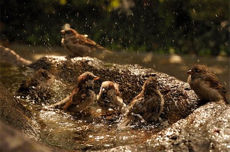 Group of birds taking bath in sunset. Stockbilder - Microstock & Abonnement, Bildnummer: 400-05359552