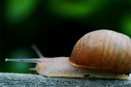 simsearch:400-05304994,k - Single brown snail walking along very slowly Stock Photo - Budget Royalty-Free & Subscription, Code: 400-05359596