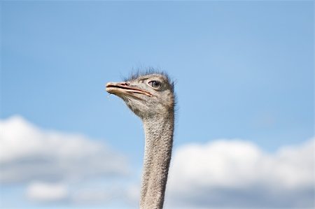 A beautiful ostrich on a farm in Sweden Stock Photo - Budget Royalty-Free & Subscription, Code: 400-05359614