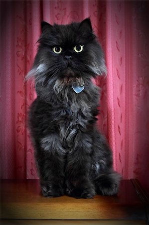simsearch:400-03993675,k - Black Persian cat posing and sitting on commode! Photographie de stock - Aubaine LD & Abonnement, Code: 400-05359689