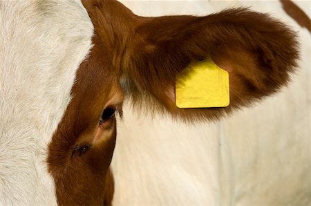 A cow's eye and ear with eartag and flies Stockbilder - Microstock & Abonnement, Bildnummer: 400-05359787