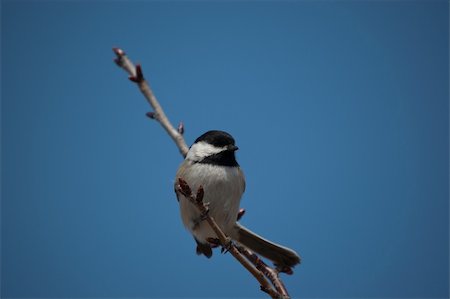 A Black-Capped Chickadee perched on a small branch in winter. Photographie de stock - Aubaine LD & Abonnement, Code: 400-05359844