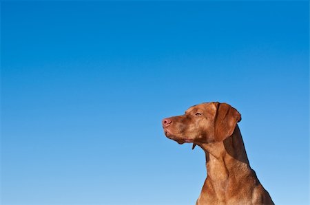 simsearch:400-04232814,k - The head and neck of a vizsla dog (Hungarian pointer) with a deep blue sky in the background. Foto de stock - Royalty-Free Super Valor e Assinatura, Número: 400-05359857