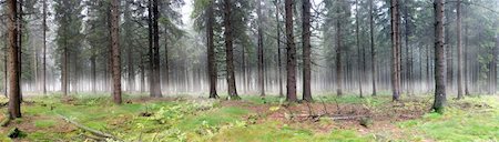 Panoramic image of misty forest. Horizontally framed shot. Photographie de stock - Aubaine LD & Abonnement, Code: 400-05359885