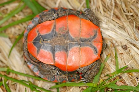 simsearch:400-04305245,k - Plastron of a hatchling Painted Turtle (Chrysemys picta) in Illinois. Foto de stock - Super Valor sin royalties y Suscripción, Código: 400-05350132