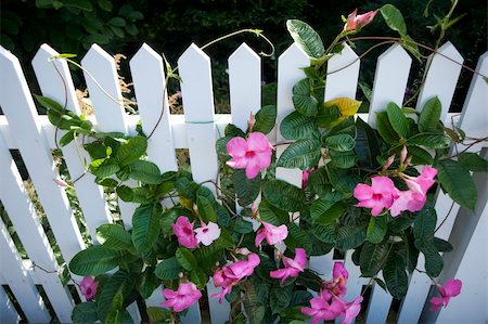 photo picket garden - White picket fence partly covered in flowers Photographie de stock - Aubaine LD & Abonnement, Code: 400-05350184