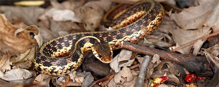 simsearch:400-04305245,k - Garter Snake (Thamnophis sirtalis) found in northern Illinois. Foto de stock - Super Valor sin royalties y Suscripción, Código: 400-05350335