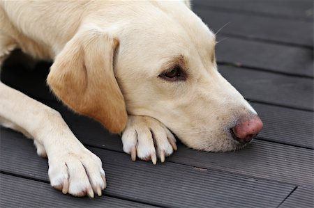 simsearch:400-06090463,k - A sad looking labrador retriever dog lying on a wooden garden terrace floor Foto de stock - Royalty-Free Super Valor e Assinatura, Número: 400-05350565