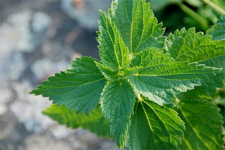 Fresh green mint plant with blurred background Stock Photo - Budget Royalty-Free & Subscription, Code: 400-05350602