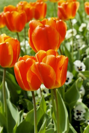 simsearch:400-05705548,k - Red tulips in the park, green background Fotografie stock - Microstock e Abbonamento, Codice: 400-05350603