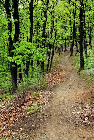 simsearch:400-04875242,k - scenic path between green trees in forest Stock Photo - Budget Royalty-Free & Subscription, Code: 400-05350727