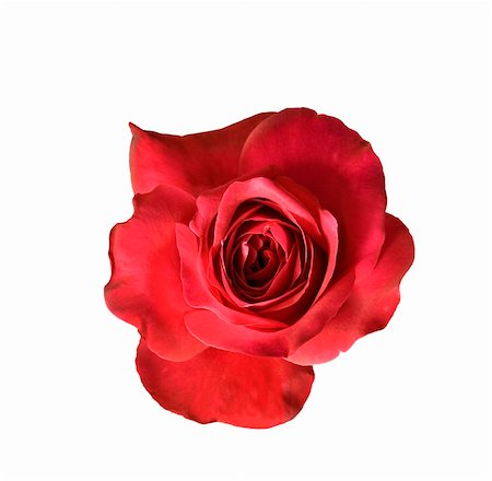 sherjaca (artist) - red rose flower blossom isolated on white background Fotografie stock - Microstock e Abbonamento, Codice: 400-05350959