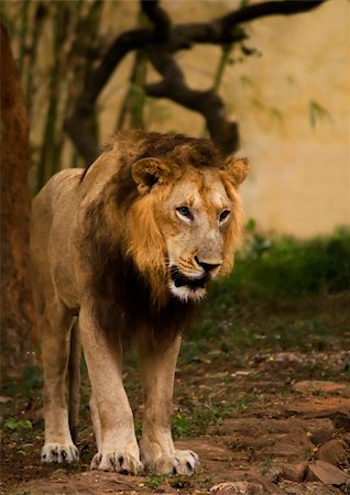 a lazy lion kings stroll in his cage Stock Photo - Budget Royalty-Free & Subscription, Code: 400-05350989