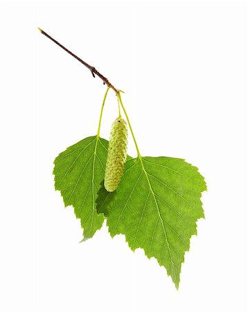 foodphoto (artist) - green leaves of birch tree on a white background Fotografie stock - Microstock e Abbonamento, Codice: 400-05351046