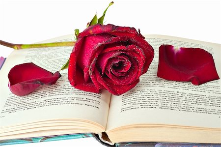Red rose lying on the open book Stock Photo - Budget Royalty-Free & Subscription, Code: 400-05351052