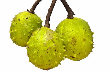 Three conkers in green shells hanging down Fotografie stock - Microstock e Abbonamento, Codice: 400-05351116