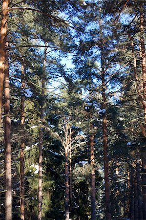 simsearch:400-04786819,k - Beautiful winter forest landscape  in Russia Stockbilder - Microstock & Abonnement, Bildnummer: 400-05351124