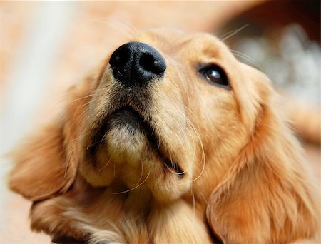 golden retriever young dog portrait nose closeup Stock Photo - Budget Royalty-Free & Subscription, Code: 400-05351121