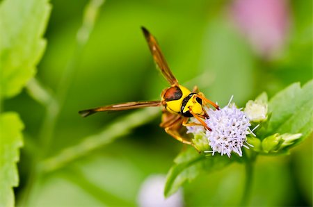 simsearch:400-05383771,k - yellow wasp in green nature or in garden Stockbilder - Microstock & Abonnement, Bildnummer: 400-05351234