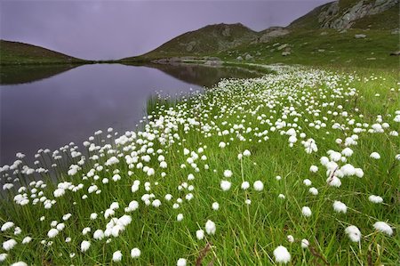 ssnowball (artist) - Small lake in high mountain during summer with cotton flowers along the shores and a foggy sky Foto de stock - Super Valor sin royalties y Suscripción, Código: 400-05351282