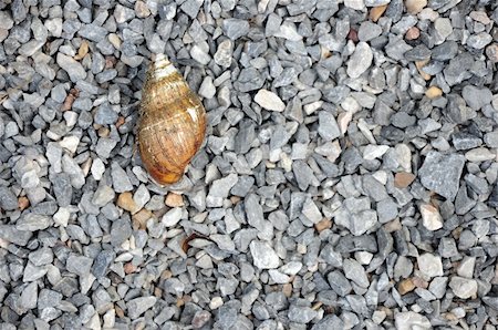 a snail's shell on the little rocks floor ground Foto de stock - Royalty-Free Super Valor e Assinatura, Número: 400-05351385