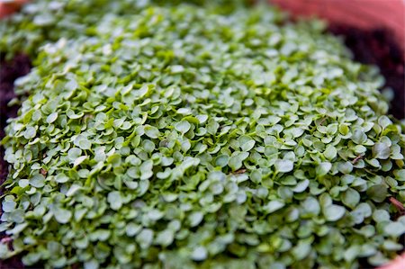 A shot of a growing nana corsicana in a large pot Stock Photo - Budget Royalty-Free & Subscription, Code: 400-05351387