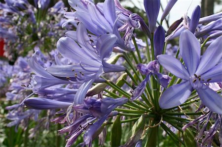 schmucklilie - Purple Agapanthus Landscape Stockbilder - Microstock & Abonnement, Bildnummer: 400-05351810