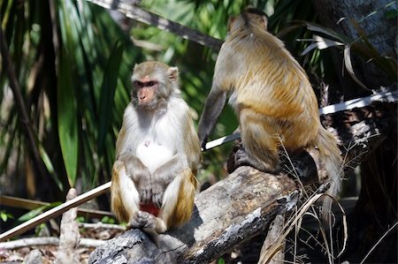 florida state - Rhesus Monkey, Silver River State Park, Florida Stock Photo - Budget Royalty-Free & Subscription, Code: 400-05351863