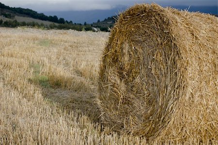 simsearch:640-02766761,k - agriculture conceptual: still life,relax,rural,agriculture Photographie de stock - Aubaine LD & Abonnement, Code: 400-05351877