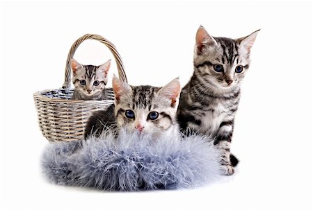 simsearch:400-04904022,k - Adorable little kittens from the same litter Stockbilder - Microstock & Abonnement, Bildnummer: 400-05351890