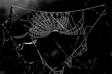 a picture of beautiful spider web in nature Foto de stock - Royalty-Free Super Valor e Assinatura, Número: 400-05351979