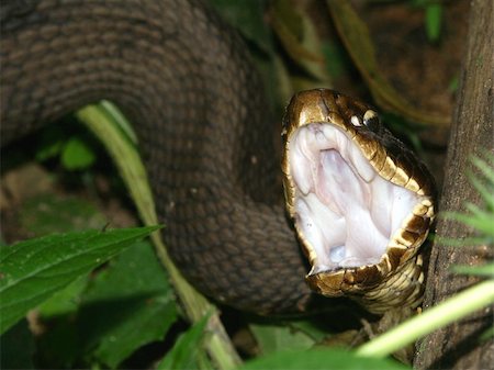 scary snakes - Cottonmouth (Agkistrodon piscivorus) in Shawnee National Forest of southern Illinois. Foto de stock - Super Valor sin royalties y Suscripción, Código: 400-05352004