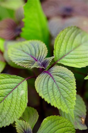 Mint leaves top view Photographie de stock - Aubaine LD & Abonnement, Code: 400-05352086