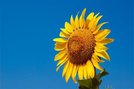 simsearch:400-07036242,k - Sunflower in blue sky Photographie de stock - Aubaine LD & Abonnement, Code: 400-05352093