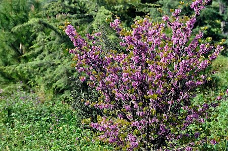 simsearch:400-05705548,k - Blooming lilac plant which flowers only for a couple of weeks in May. Spring colors. Fotografie stock - Microstock e Abbonamento, Codice: 400-05352474