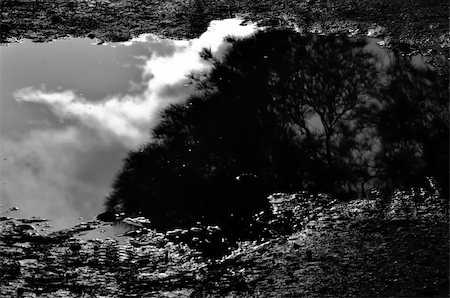 Trees and moody sky reflected in muddy water. Black and white. Stock Photo - Budget Royalty-Free & Subscription, Code: 400-05352494