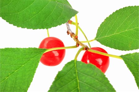 simsearch:400-05906235,k - One branch with green leaf and red cherrys. Isolated on white background. Close-up. Studio photography. Stock Photo - Budget Royalty-Free & Subscription, Code: 400-05352608