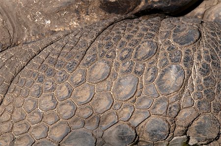 spesso - Closeup of the skin on the foot turtle Fotografie stock - Microstock e Abbonamento, Codice: 400-05352680