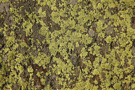 roxxer (artist) - Mossy stone background image with textured surface. Photographie de stock - Aubaine LD & Abonnement, Code: 400-05352972