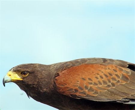 simsearch:400-06088878,k - stunning bird of prey Photographie de stock - Aubaine LD & Abonnement, Code: 400-05352992