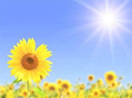 simsearch:400-05682398,k - Yellow sunflowers and bright sun Stock Photo - Budget Royalty-Free & Subscription, Code: 400-05353039