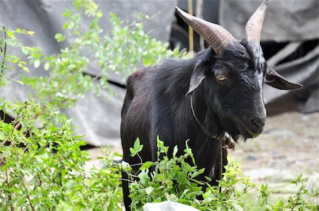 black goat Foto de stock - Royalty-Free Super Valor e Assinatura, Número: 400-05353042