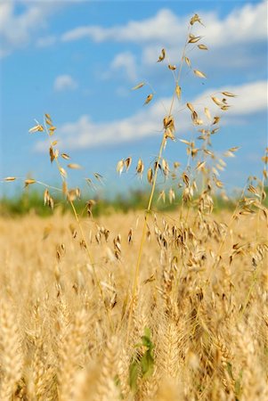 oat plant over yellow wheat field summer background Stock Photo - Budget Royalty-Free & Subscription, Code: 400-05353178