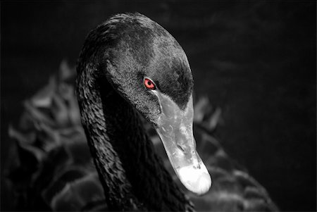 solitaire - curious black swan Stock Photo - Budget Royalty-Free & Subscription, Code: 400-05353218