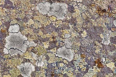 Surface of the granite rocks covered with lichen Photographie de stock - Aubaine LD & Abonnement, Code: 400-05353233