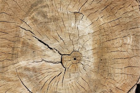 simsearch:400-08110547,k - Tree rings Stock Photo - Budget Royalty-Free & Subscription, Code: 400-05353266