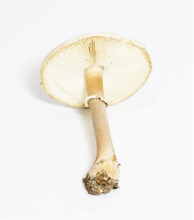 pale toadstool Photographie de stock - Aubaine LD & Abonnement, Code: 400-05353298