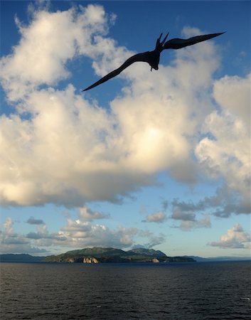 simsearch:400-04831804,k - Frigate bird flying over remote Caribbean island Stockbilder - Microstock & Abonnement, Bildnummer: 400-05353342