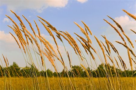 fine herb - Tops of cereal weeds on the background of meadow and blue sky Stock Photo - Budget Royalty-Free & Subscription, Code: 400-05353752